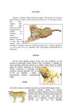 Research Papers 'Lielie kaķi', 3.