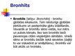Presentations 'Bronhīti', 2.