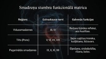 Presentations 'Smadzeņu stumbrs un nervu sistēmas organizācija', 8.