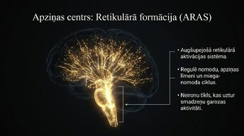 Presentations 'Smadzeņu stumbrs un nervu sistēmas organizācija', 9.