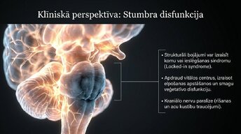 Presentations 'Smadzeņu stumbrs un nervu sistēmas organizācija', 12.