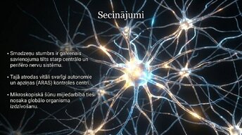 Presentations 'Smadzeņu stumbrs un nervu sistēmas organizācija', 13.