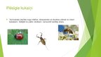 Presentations 'Kukaiņi - augu kaitēkļu iznīcinātāji', 2.