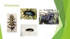 Presentations 'Kukaiņi - augu kaitēkļu iznīcinātāji', 8.