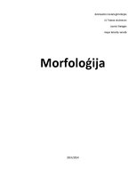 Summaries, Notes 'Morfoloģija', 1.