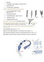 Summaries, Notes 'Cilvēku kustību pamati un motorā kontrole', 14.