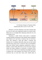 Research Papers 'Endotēlija receptora antagonists Opsumit', 5.