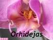 Presentations 'Orhidejas', 1.