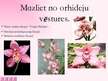 Presentations 'Orhidejas', 4.