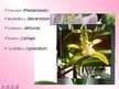 Presentations 'Orhidejas', 6.
