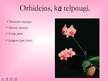Presentations 'Orhidejas', 7.