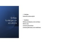 Presentations 'Griba', 4.