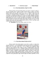 Term Papers 'Kāju muskulatūras ātrspēka attīstīšana ar svarbumbu sporta līdzekļiem', 58.