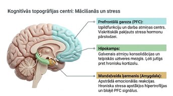 Presentations 'Kā stress un akadēmiskā spriedze ietekmē studentu smadzeņu plastiskumu', 3.