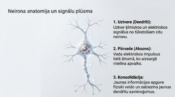 Presentations 'Kā stress un akadēmiskā spriedze ietekmē studentu smadzeņu plastiskumu', 4.