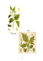 Research Papers 'Nakteņu dzimtas augu daudzveidība', 10.