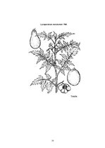 Research Papers 'Nakteņu dzimtas augu daudzveidība', 14.