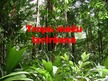 Presentations 'Tropu mežu izciršana', 1.