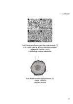 Research Papers 'Koksnes makroskopiskā uzbūve', 15.