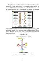 Research Papers 'Proteīnu sintēzes, šūnas funkciju un šūnas vairošanās ģenētiskā kontrole', 9.