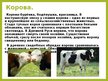 Presentations 'Животные в крестьянском хозяйстве, символика образов, обряды', 5.