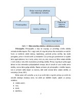 Research Papers 'Sīkās motorikas attīstības veicināšana sākumskolas bērniem ar vidēji smagiem un ', 7.