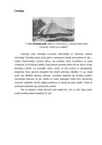 Research Papers 'Latviešu zemnieku celtņu jumtu formas un materiāli no 18.gadsimta sākuma līdz 20', 5.