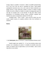 Research Papers 'Latviešu zemnieku celtņu jumtu formas un materiāli no 18.gadsimta sākuma līdz 20', 8.
