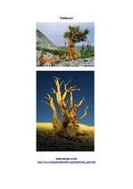 Summaries, Notes 'Bristlekones Priede (Bristlecone Pine) - koka sugas apraksts', 2.