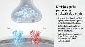 Presentations 'Kādēļ studenti aizmirst pēc eksāmeniem?', 6.