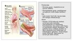 Presentations 'Cistiskā fibroze (CF), jeb mukoviscidoze E84', 6.