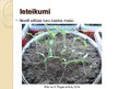 Presentations 'Laistāmā sastāva ietekme uz tomātu augšanu', 14.