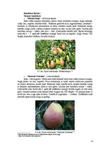 Business Plans 'Komerciāla intensīva tipa augļu - ogu dārza projekts', 23.