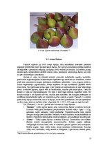 Business Plans 'Komerciāla intensīva tipa augļu - ogu dārza projekts', 25.