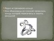 Presentations 'Латвийские украшения. Железный век', 18.