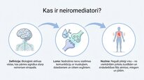 Presentations 'Neiromediatori', 2.