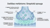 Presentations 'Neiromediatori', 5.