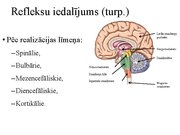 Presentations 'Kustību un pozas regulācija', 10.