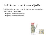 Presentations 'Kustību un pozas regulācija', 20.