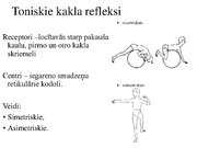 Presentations 'Kustību un pozas regulācija', 23.