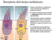 Presentations 'Kustību un pozas regulācija', 28.