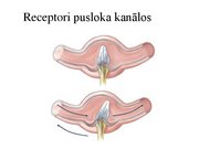 Presentations 'Kustību un pozas regulācija', 29.