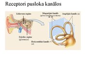 Presentations 'Kustību un pozas regulācija', 30.