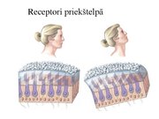 Presentations 'Kustību un pozas regulācija', 32.