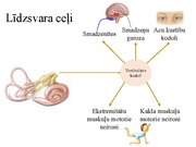 Presentations 'Kustību un pozas regulācija', 34.