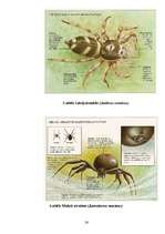 Research Papers 'Zirnekļu sugu daudzveidība', 26.
