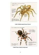 Research Papers 'Zirnekļu sugu daudzveidība', 27.