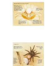 Research Papers 'Zirnekļu sugu daudzveidība', 28.