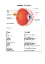 Research Papers 'Acs uzbūve, slimības, acs daļu funkcijas', 2.