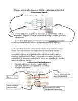 Summaries, Notes 'Asinsrites sistēmas funkcionālās daļas, asinsvadu veidi, to galvenās funkcijas', 4.